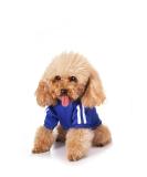 Dog Sweater for Small Dogs | Cute Cotton Hoodie & Pullover for Puppies & Cats | Warm XL Dark Blue Coat - Buy Online on GoSupps.com