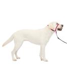 PetSafe Gentle Leader Collar with Training DVD - Raspberry Large (60-130 lbs) | Best for Dog Training & Behavior - Buy Online on GoSupps.com
