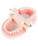 High-Quality PVC Tooth Model for Dentists - Educational Dental Teaching Aid for Kids - Buy Online on GoSupps.com