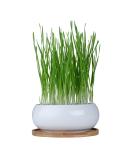 Pfotolymp Cat Grass Bowl Set - Ceramic Bowl Bamboo Coating Coconut Seeds & Tools for Healthy Cat Greens | International Shipping - Buy Online on GoSupps.com
