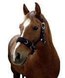 Kerbl Plastic Lunge Halter for Thoroughbreds - Durable Black Horse Training Equipment | International Shipping Available - Buy Online on GoSupps.com