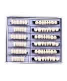 168 Pcs Dental Synthetic Resin False Teeth Set - Temporary Denture Teeth - 6 Sets A2 Color - Buy Online on GoSupps.com