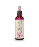 Bach Original Flower Remedies Oak 20mL Dropper - Endurance & Strength | Vegan Homeopathic Essence for Stress Relief - Buy Online on GoSupps.com
