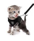 Femax Cat Dishes with Leash for Dogs & Cats - Adjustable No Pull Mesh Puppy Dishes for Training - XS (Chest 26-29 cm) - Breathable Black - Buy Online on GoSupps.com
