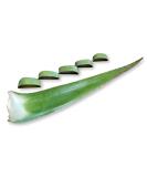 3 Pounds Organic Extra Large Aloe Vera Green Leaves - Barbadensis Plant - Buy Online on GoSupps.com