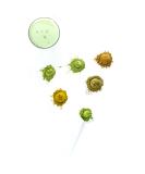 Matcha Green Tea Tasting Menu - 24 Single Serve Sachets - Twist Teas - Buy Online on GoSupps.com
