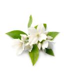 Jasmine Thai Aroma Oil 100ml - Premium Massage Oil with Authentic Thai Scent - Shop Now - Buy Online on GoSupps.com