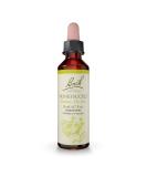 Bach Original Flower Remedies Honeysuckle 20mL - Embrace the Now, Holistic Wellness, Vegan - Buy Online on GoSupps.com