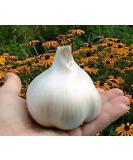 Organic Elephant Garlic - 2 Huge Bulbs for Planting, Eating, or Cooking | Non GMO & Mild Taste - Buy Online on GoSupps.com