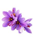 Saffron Crocus Sativus Corms - Set of 10 Jumbo Bulbs with Growing Instructions - Buy Online on GoSupps.com