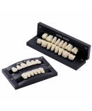 Dental Acrylic Resin False Teeth Set | A3/T6 Synthetic Polymer DIY Replacement Teeth - 28 Pcs/Set for Halloween - Buy Online on GoSupps.com