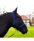Premium Royal Blue Pony Halter for Warmblood Thoroughbred & Cold Blood - Adjustable Tearproof Ideal for Stable & Pasture Use - Buy Online on GoSupps.com