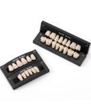 Dental Acrylic Resin Synthetic Polymer Teeth Shade A2 Size T8 - 28Pcs/Set | A2 - 1 Set - Buy Online on GoSupps.com