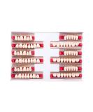 Buy A2 A3 Dental Synthetic Resin Teeth - False Upper & Lower Dentures | Halloween Costume Accessory | Full Set 468+U67+34 - Buy Online on GoSupps.com