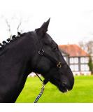 Halter for Warmblood Thoroughbred & Cold Blood Horses - Adjustable Safe & Tearproof Stable Halter for Shetland Pony (Black) - Buy Online on GoSupps.com