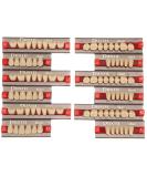 Domigard Resin Tooth - High-Quality Fake Dental Teeth for Dentists | International Shipping Available - Buy Online on GoSupps.com