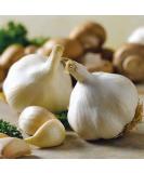 GARLIC BULB (10 Pack), FRESH CALIFORNIA SOFTNECK GARLIC BULB FOR PLANTING AND GROWING YOUR OWN GARLIC 10 Count (Pack of 1) - Buy Online on GoSupps.com