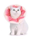 Supet Rewrise Adjustable Neck Rope Cat Collar - Recovery Cone for Cats After Surgery & Injuries (M: 21.5-30.5cm) - International Shipping Available - Buy Online on GoSupps.com