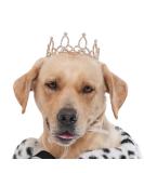 Gold-Plated Royal Saut Pearls & Dog/Cat Hair Accessories | Lovelyshop Phallus Collection - International Shipping - Buy Online on GoSupps.com