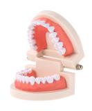 FGXY Standard Tooth Model - Educational Dental Model for Kids | Ideal for Dentists & Hospitals | Enhance Brushing Techniques - Buy Online on GoSupps.com