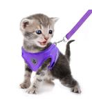 Femax Dog Harness & Linen Set - Soft Mesh Padded Reflective & Adjustable - Breathable Breasts for Walking Running & Training (30-34 cm Purple) - Ideal for Dogs Puppies & Cats | International Shipping Available - Buy Online on GoSupps.com