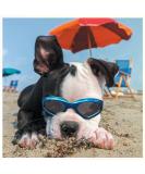 Petleso Dog Glasses - Stylish Anti-UV Waterproof Sunglasses for Small & Medium Dogs - Windproof Eye Protection in Blue - Buy Online on GoSupps.com