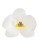 Dekora - Edible paper cake decoration White Orchid - Edible flowers for cake or cupcake - Buy Online on GoSupps.com