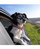 PETLESO Dog Goggles Large Eye Protection Dog Sunglasses for Middle/Large Dogs Clear - Buy Online on GoSupps.com