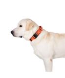 OneTigris Dog Collar with Metal Buckle for Dogs (Orange L) L Orange - Buy Online on GoSupps.com