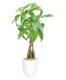 Costa Farms Money Tree Pachira, Medium Ships in Premium Ceramic Planter, 16-Inches Tall, Gift Medium Money Tree Planter - Buy Online on GoSupps.com