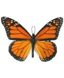 6 Large Monarch Butterfly Temporary Tattoos - Butterfly Utopia - Buy Online on GoSupps.com
