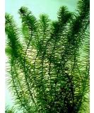 Egeria najas - Live Aquatic Plant - Buy Online on GoSupps.com