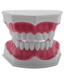 MDYBF Tooth Model - Anatomical Typodont for Brushing & Flossing Demonstration | Ideal for Dental Education - Buy Online on GoSupps.com