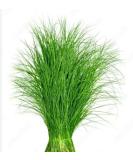 Veenas Fresh Arugampul |50G | Bermuda Grass | Ayurvedic Plant | Used for Pooja And Edible | Skin Health | Indian Origin Arugampul 50G - Buy Online on GoSupps.com