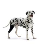 Kruuse Rehab Knee Protector for Dogs - XXXL Size Left | Durable & Comfortable Pet Support - Buy Online on GoSupps.com