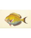 Posterazzi The Naturalists' Miscellany 1789 Lancet-tailed Acanthurus Poster Print by F.P. Nodder (24 x 36) - Buy Online on GoSupps.com