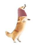 Amaxiu Dog Ear Warmers & Necker for Large Dogs - Adjustable Pink Earmuffs & Neck Cover for Comfort & Quiet - Buy Online on GoSupps.com