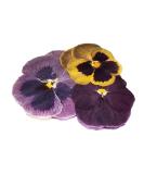 Pressed Pansy Edible Flowers - Buy Online on GoSupps.com