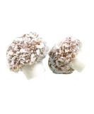 Coconut Mushrooms 500 Gram Bag (1/2 Kilo) - Buy Online on GoSupps.com