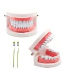 Children's Tooth Model Set - 2 PVC Dental Models & Toothbrushes for Clinics & Oral Care Lessons - Buy Online on GoSupps.com