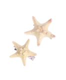 Handmade Natural Sea Star Hair Clips - Set of 2 | Cute Starfish Hair Pins for Girls, Kids & Women | Random Size - Buy Online on GoSupps.com