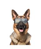 NAMSAN Dog Goggles - UV Protection Windproof & Dustproof Adjustable Strap for Medium to Large Dogs - Silver - Buy Online on GoSupps.com