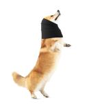 Amaxiu Dog Ear Warmers & Neckerchief | Cozy Black Earmuffs for Dogs | Comfortable Neck & Ear Cover for Pet Comfort (M) - Buy Online on GoSupps.com
