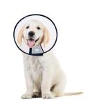 Adjustable Pet Cone Collar for Large Dogs | Lightweight Elizabethan Protective Collar (43.5-50CM) - Shop Now! - Buy Online on GoSupps.com