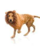Lion Mane Wig for Dog Costume with Ears Pet Adjustable Cosplay Holiday Photo Shoots Party Fancy Lion Hat Party Activity Light Brown - Buy Online on GoSupps.com
