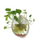 Sweetsea Hanging Wall Mounted Fish Bowl Betta Tank Aquarium - Clear (Medium) 0.5 Gallon - Buy Online on GoSupps.com