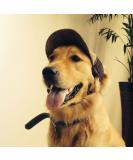 Adjustable Dogs Baseball Cap with Ear Holes - Breathable Sun Hat for Pets - Summer Travel Dog Cap for Puppies - Brown - Buy Online on GoSupps.com