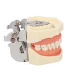 Buy Dental Typodont Teeth Model - 28 Teeth Soft Gums Upper Jaw Cyst Teaching Model for Incision Practice - International Shipping Available - Buy Online on GoSupps.com