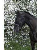 Riving World Bridon French Noseband - Premium Black Horse Gear | International Shipping Available - Buy Online on GoSupps.com