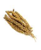 Millet Sprays x 10 Premium Cage Bird Food Seed Natural 10 count (Pack of 1) - Buy Online on GoSupps.com